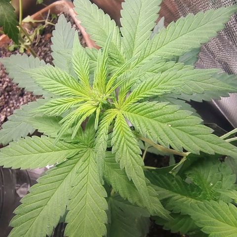 Purple lemonade#2 growlog timeline photo