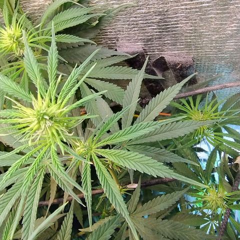 #skunk1 growlog timeline photo