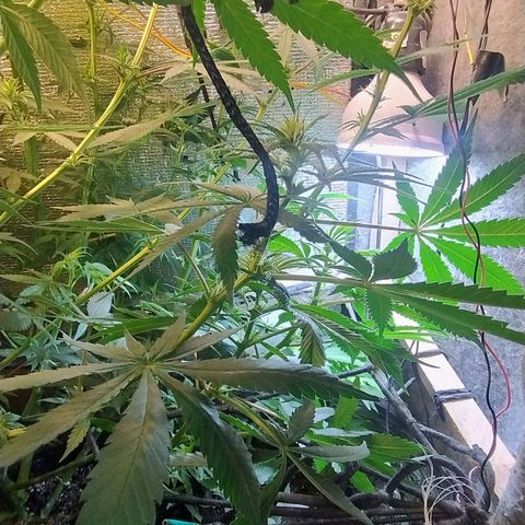 #skunk1 growlog timeline photo