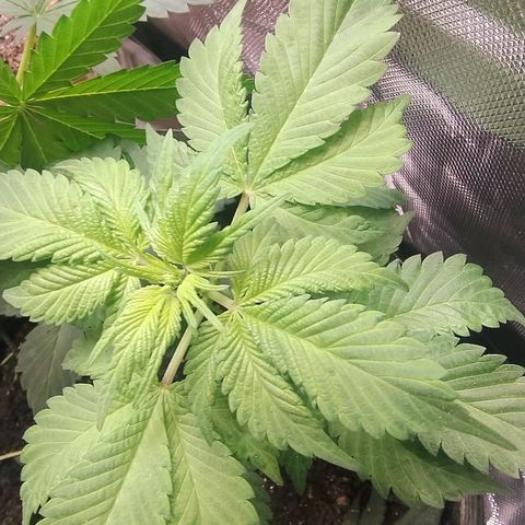 Purple lemonade growlog timeline photo