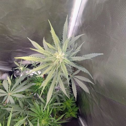 Diabo rojo growlog timeline photo