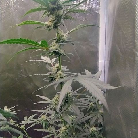 Diabo rojo growlog timeline photo