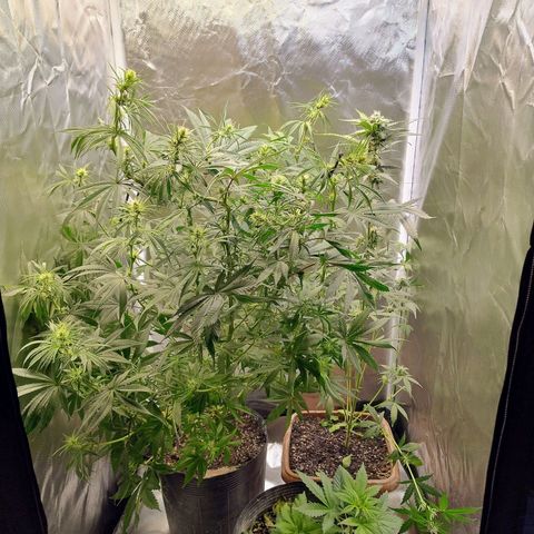 #skunk1 growlog timeline photo