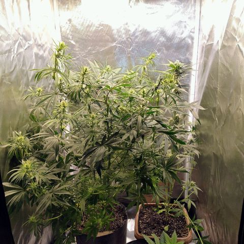 #skunk1 growlog timeline photo