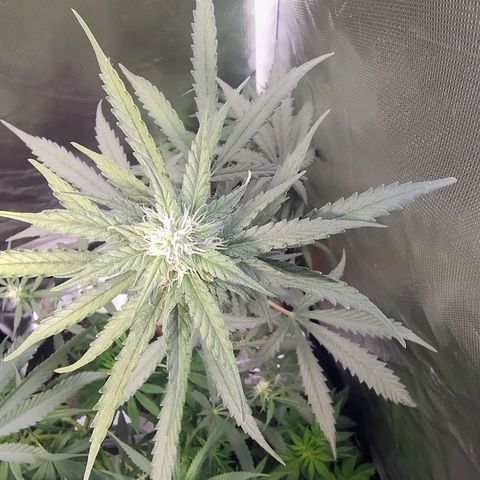 Diabo rojo growlog timeline photo