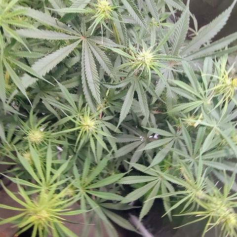 #skunk1 growlog timeline photo