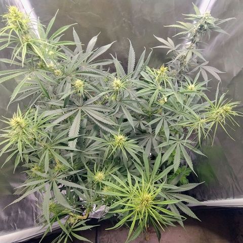 #skunk1 growlog timeline photo