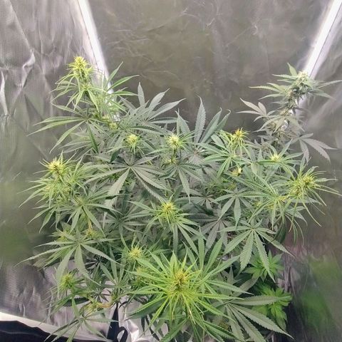 #skunk1 growlog timeline photo