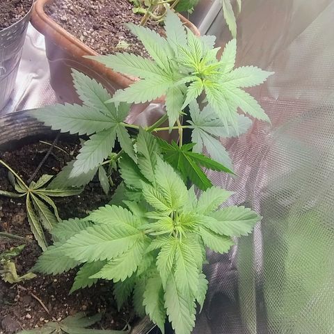 Purple lemonade#2 growlog timeline photo