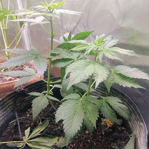 Purple lemonade#2 growlog timeline photo