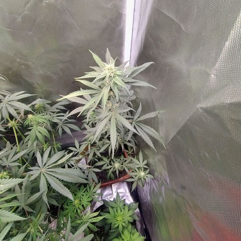 Diabo rojo growlog timeline photo