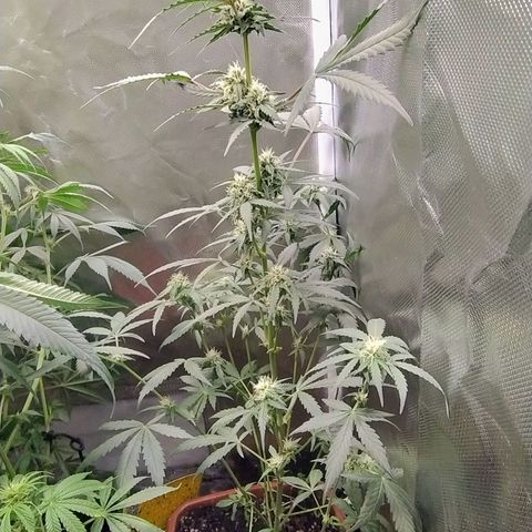 Diabo rojo growlog timeline photo
