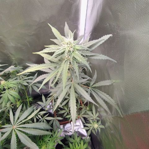 Diabo rojo growlog timeline photo