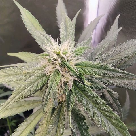 Diabo rojo growlog timeline photo