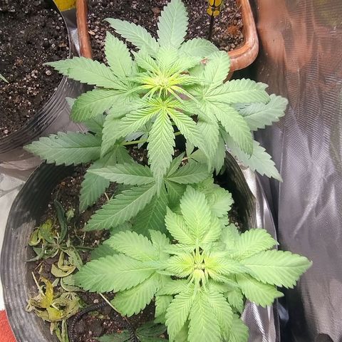 Purple lemonade#2 growlog timeline photo