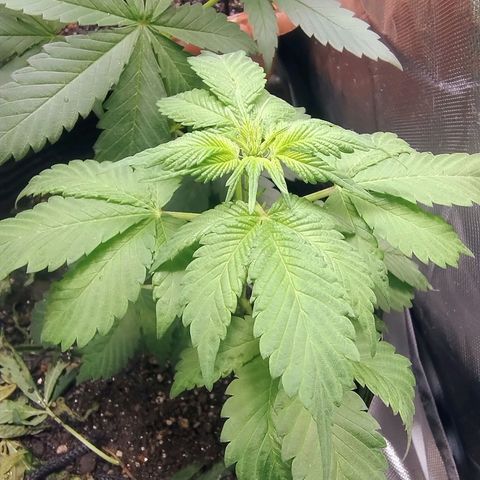 Purple lemonade#2 growlog timeline photo