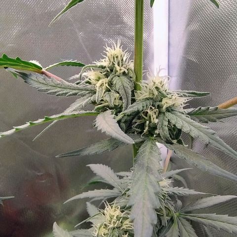 Diabo rojo growlog timeline photo