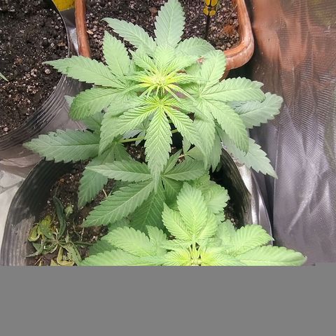 Purple lemonade growlog timeline photo