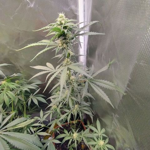 Diabo rojo growlog timeline photo