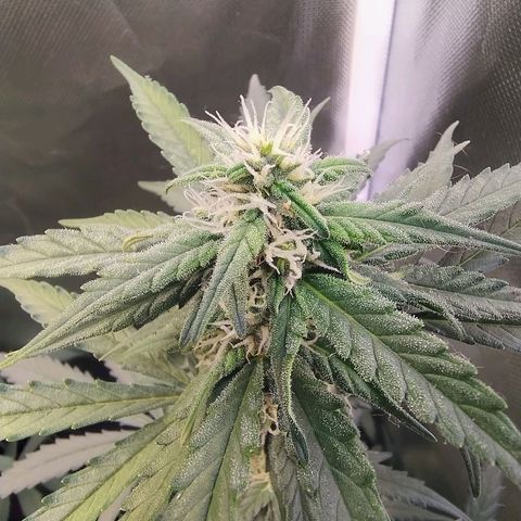 Diabo rojo growlog timeline photo