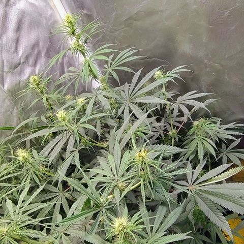 #skunk1 growlog timeline photo