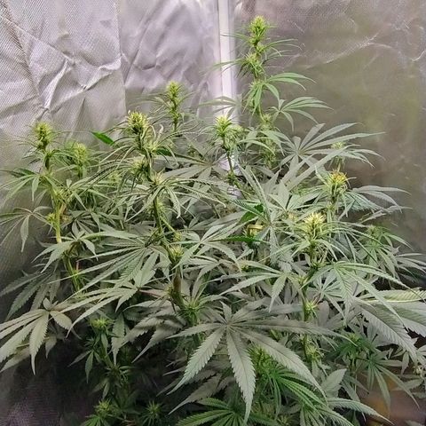 #skunk1 growlog timeline photo