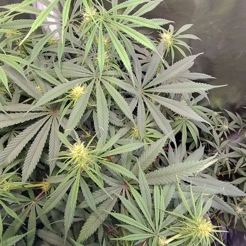 #skunk1 growlog timeline photo