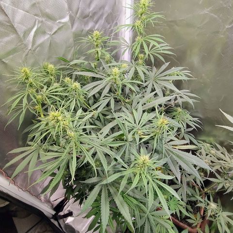 #skunk1 growlog timeline photo