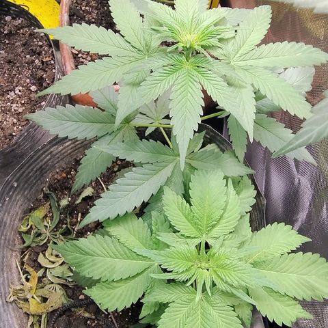 Purple lemonade#2 growlog timeline photo