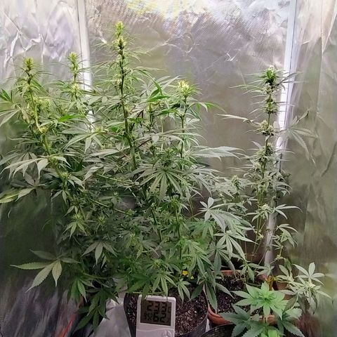 #skunk1 growlog timeline photo