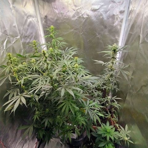 #skunk1 growlog timeline photo