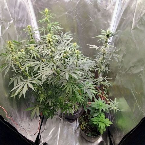 #skunk1 growlog timeline photo