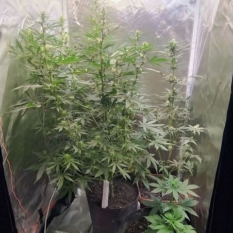 #skunk1 growlog timeline photo