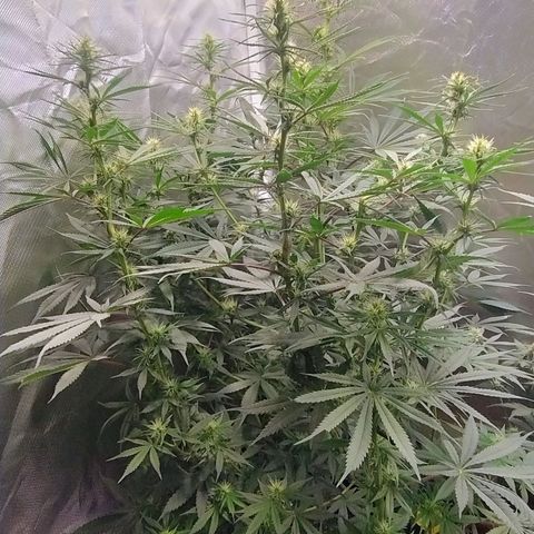 #skunk1 growlog timeline photo