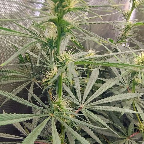 #skunk1 growlog timeline photo