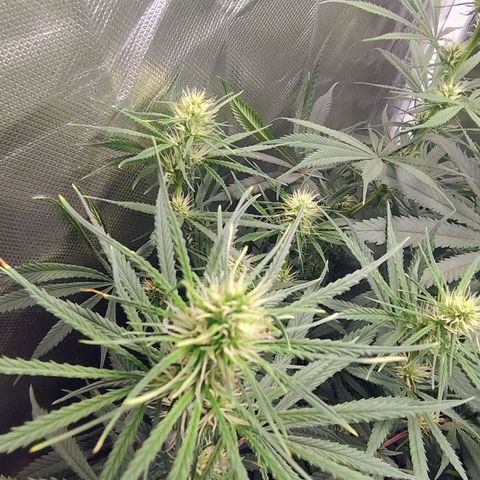 #skunk1 growlog timeline photo