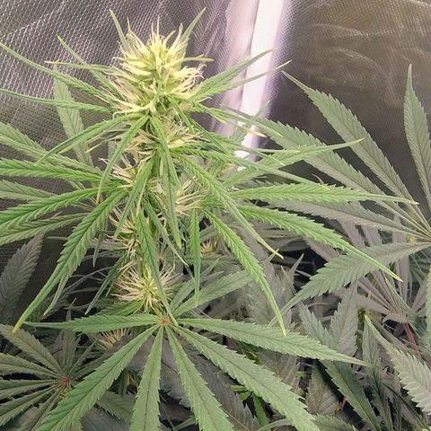 #skunk1 growlog timeline photo
