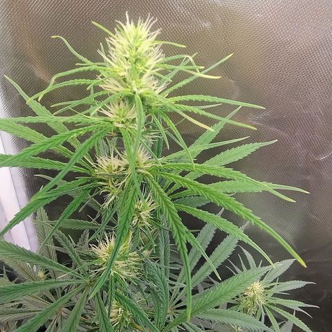 #skunk1 growlog timeline photo