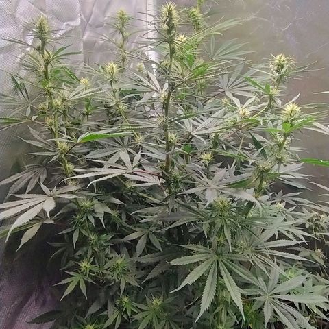 #skunk1 growlog timeline photo