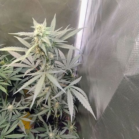 Diabo rojo growlog timeline photo