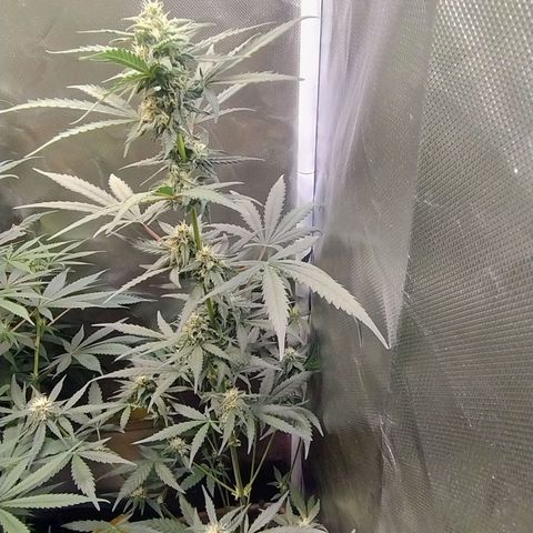 Diabo rojo growlog timeline photo