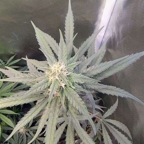 Diabo rojo growlog timeline photo