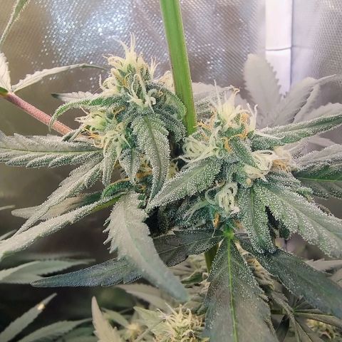 Diabo rojo growlog timeline photo