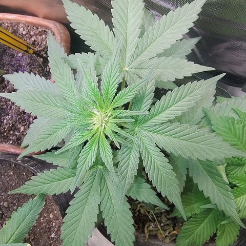 Purple lemonade#2 growlog timeline photo