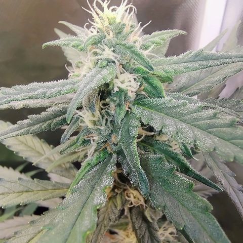 Diabo rojo growlog timeline photo
