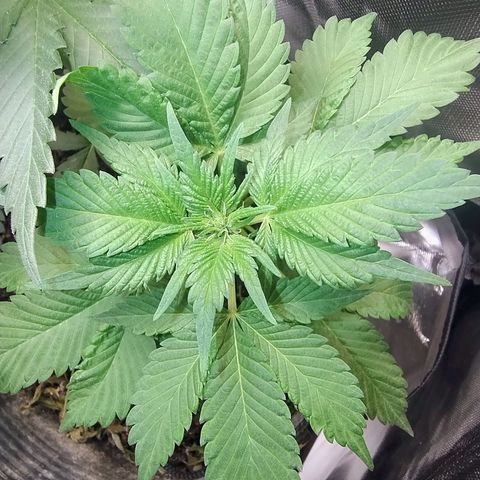 Purple lemonade growlog timeline photo