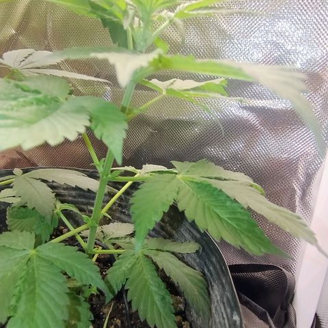 Purple lemonade growlog timeline photo