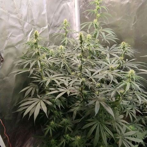 #skunk1 growlog timeline photo