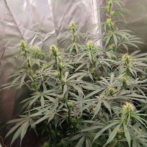 #skunk1 growlog timeline photo
