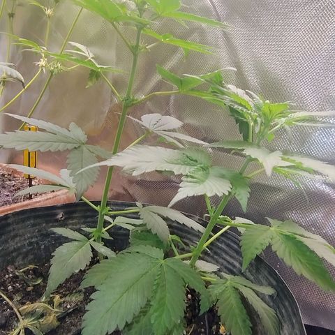 Purple lemonade#2 growlog timeline photo